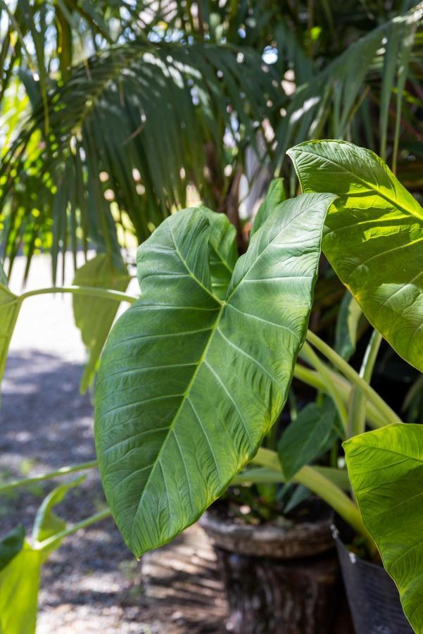 South Pacific Palms Motor Inn タンカリー エクステリア 写真